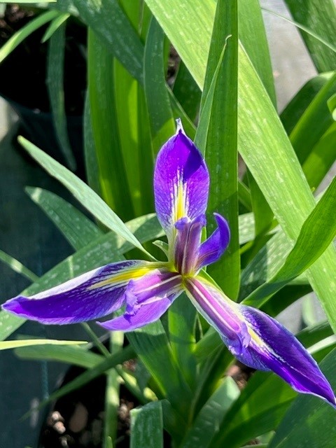 iris-hexagona-savannarum-blue-flag-iris