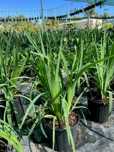 iris-hexagona-savannarum-blue-flag-iris