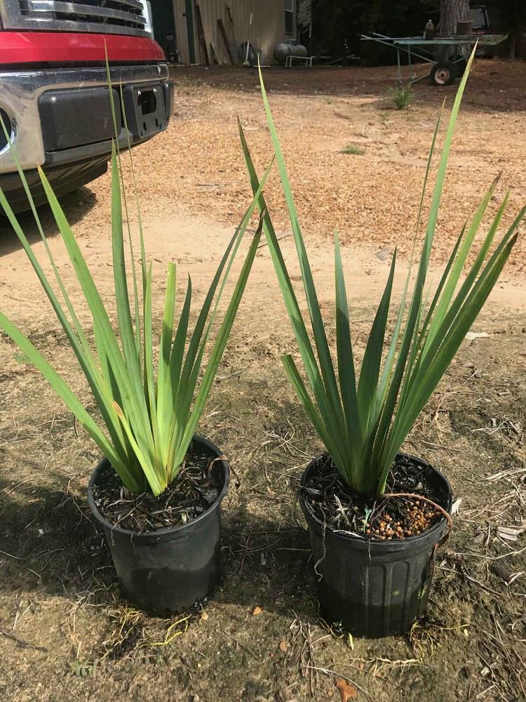 iris-louisiana