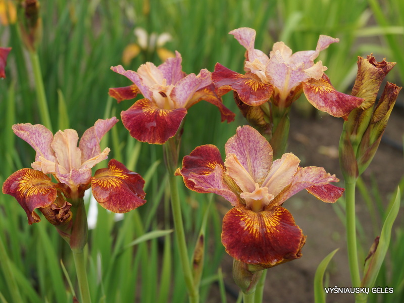 iris-paprikash-siberian-iris