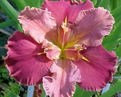 iris-peaches-in-wine-louisiana-iris