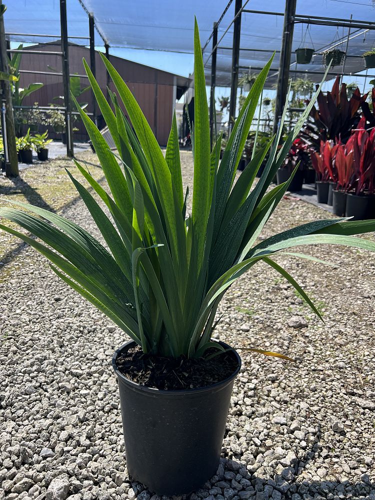 iris-peaches-in-wine-louisiana-iris