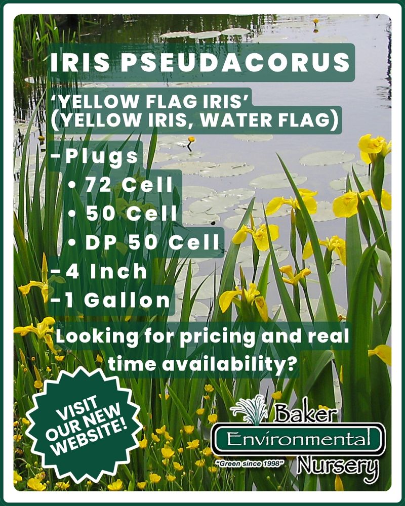 iris-pseudacorus-yellow-flag-iris