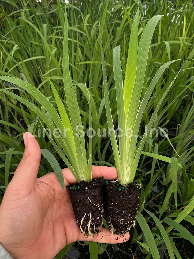 iris-red-velvet-elvis-louisiana-iris