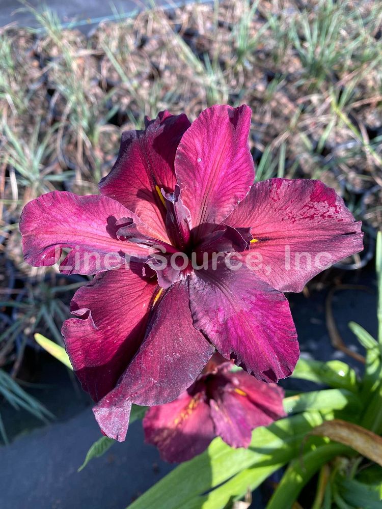 iris-red-velvet-elvis-louisiana-iris