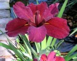 iris-red-velvet-elvis-louisiana-iris