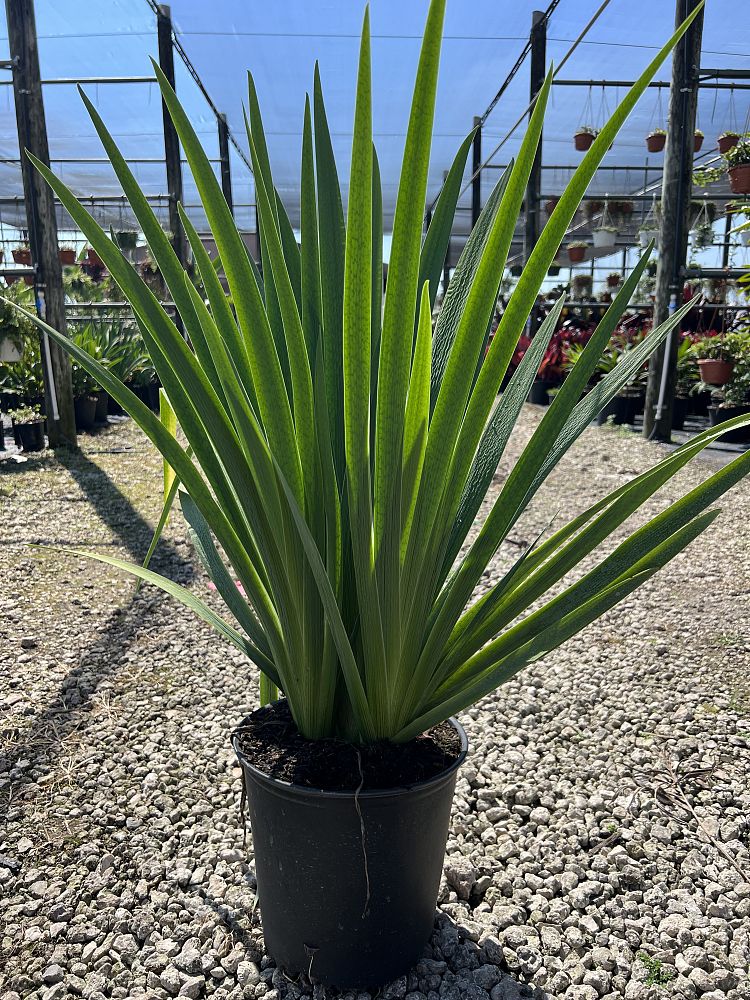 iris-red-velvet-elvis-louisiana-iris