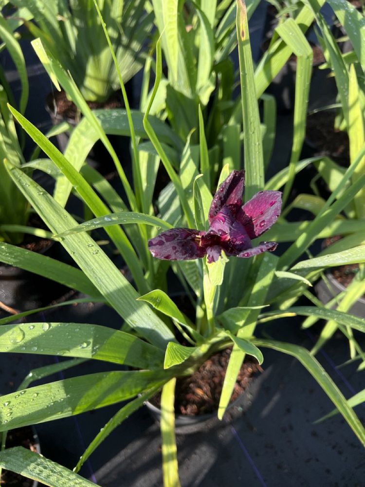 iris-red-velvet-elvis-louisiana-iris