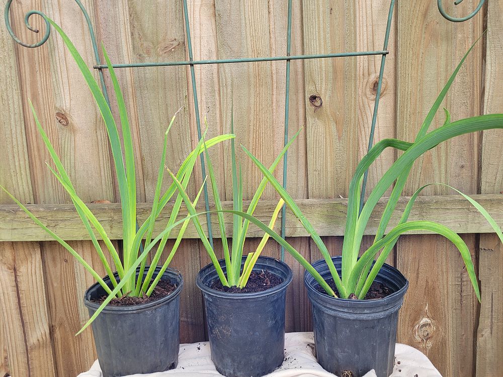 iris-red-velvet-elvis-louisiana-iris
