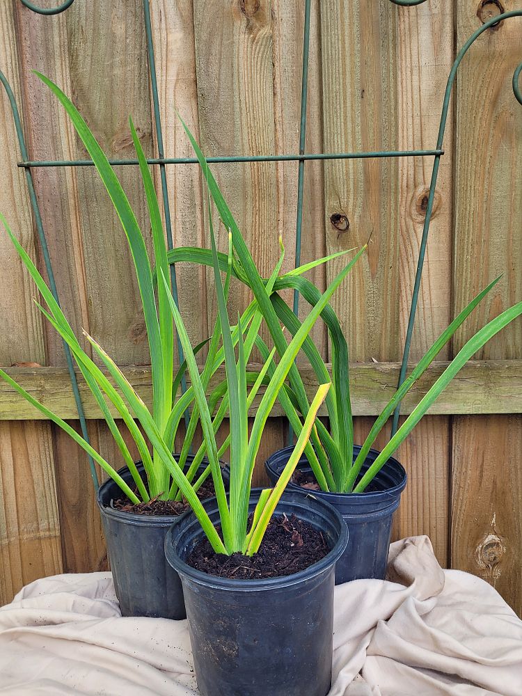iris-red-velvet-elvis-louisiana-iris