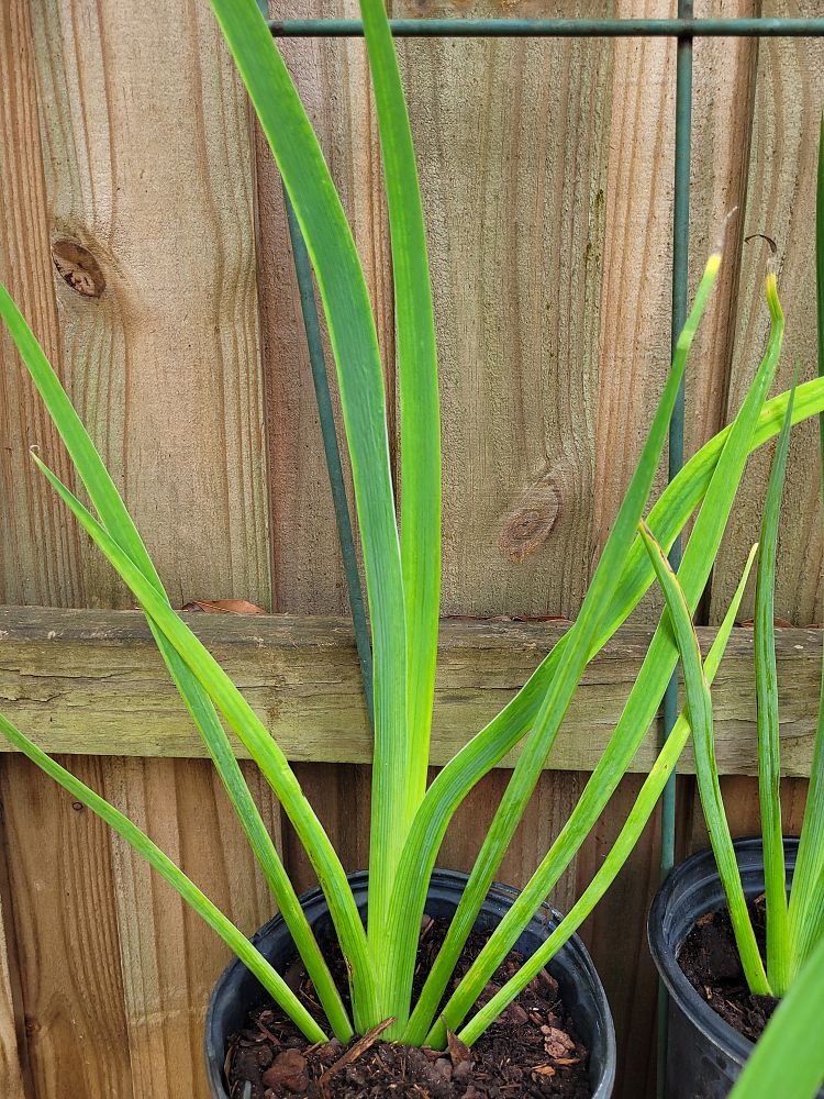 iris-red-velvet-elvis-louisiana-iris