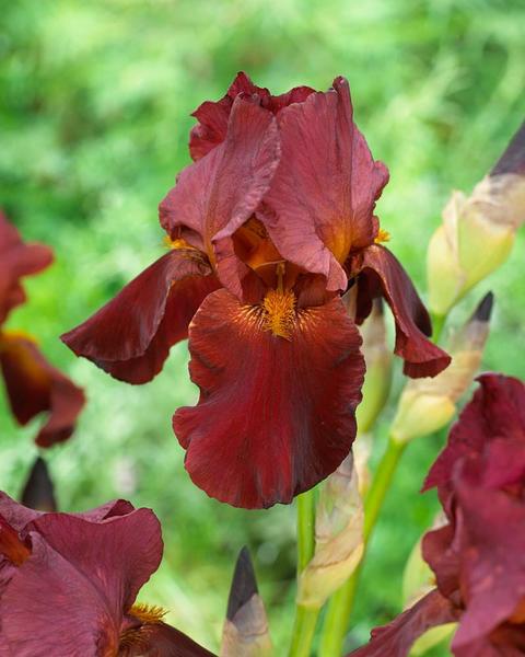 iris-red-zinger-intermediate-bearded-iris