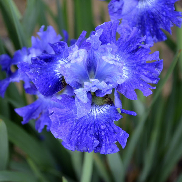 iris-sibirica-blueberry-fair-siberian-iris