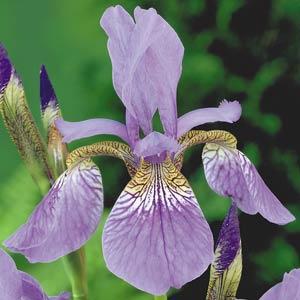 iris-sibirica-caesar-s-brother-siberian-iris