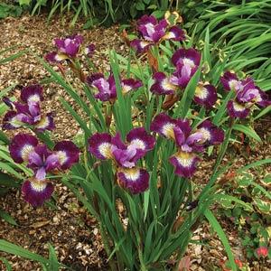 iris-sibirica-contrast-in-styles-siberian-iris