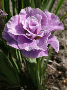 iris-sibirica-pink-parfait-siberian-iris