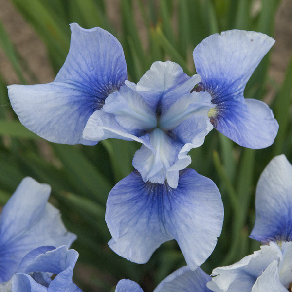 iris-sibirica-sky-mirror-siberian-iris