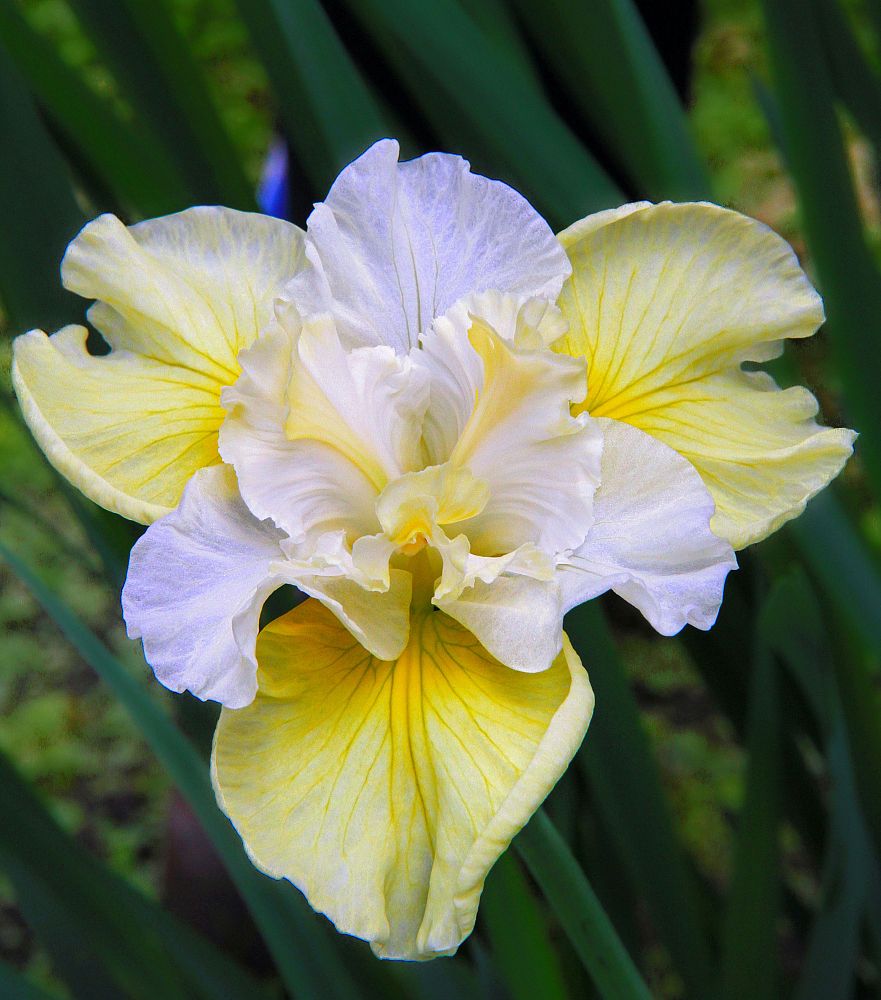 iris-sibirica-yellowtail-siberian-iris