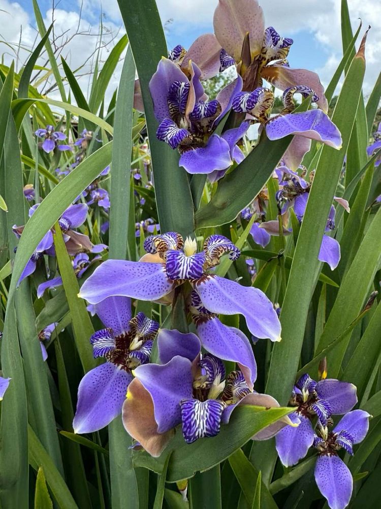 iris-starting-versi-laev-dagger-flower-liver-lily-water-iris-blue-flag
