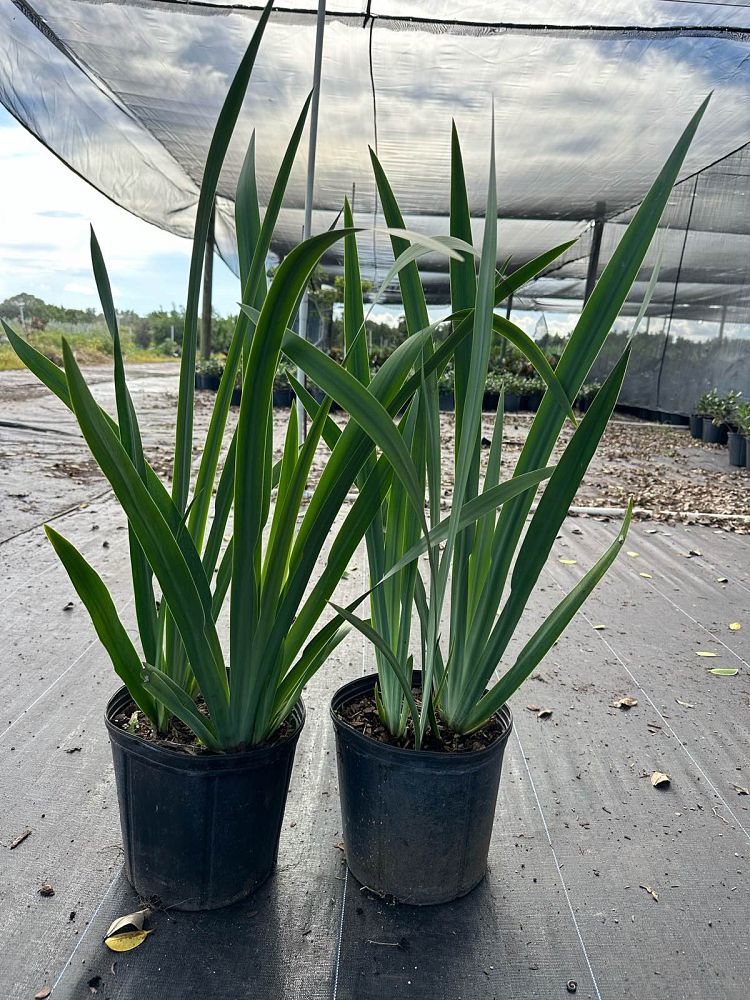iris-starting-versi-laev-dagger-flower-liver-lily-water-iris-blue-flag