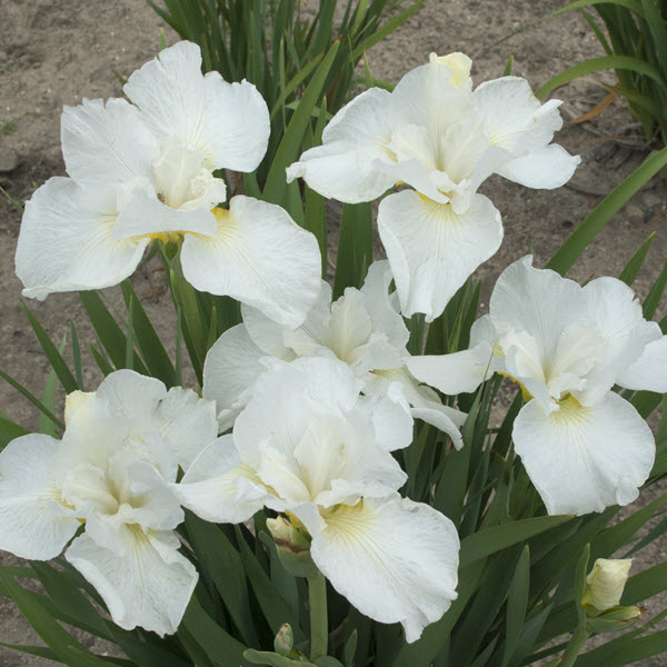 iris-swans-in-flight-siberian-iris