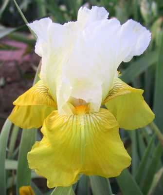 iris-tulip-festival-tall-bearded-iris