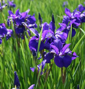 iris-versicolor-blue-flag-iris