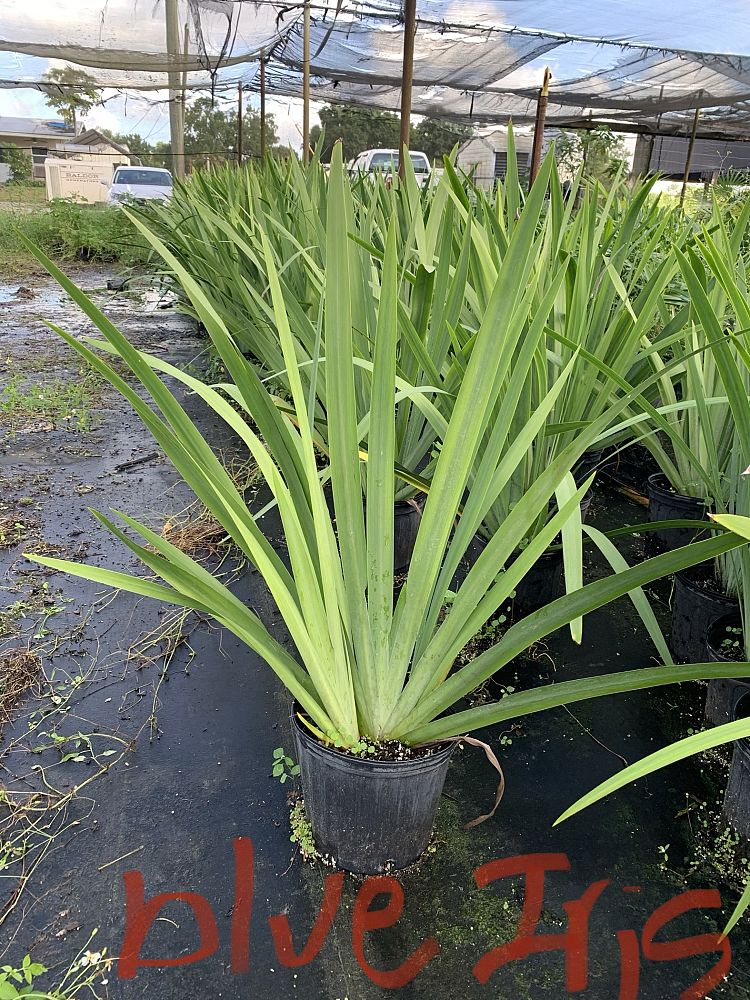 iris-versicolor-blue-flag-iris