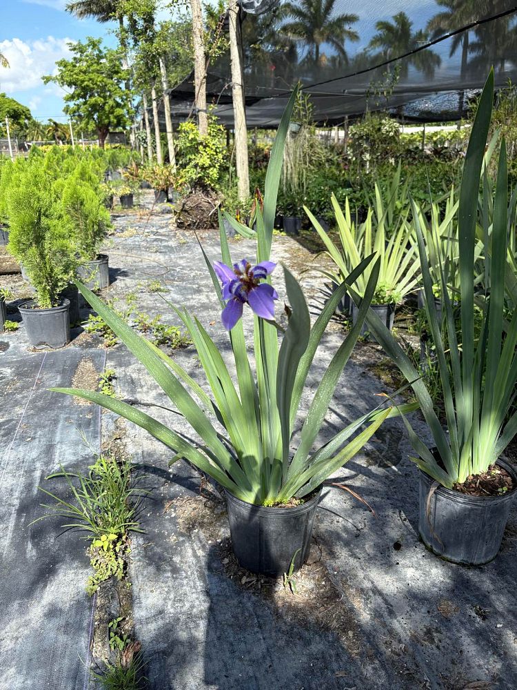 iris-versicolor-blue-flag-iris