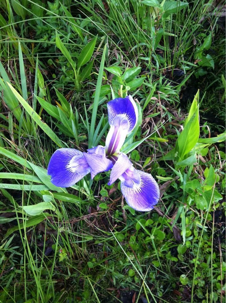 iris-virginica-virginia-blue-flag-iris
