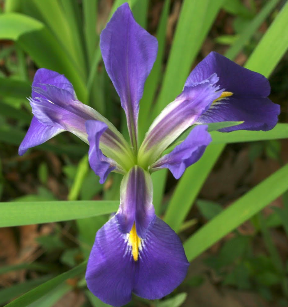 iris-virginica-virginia-blue-flag-iris