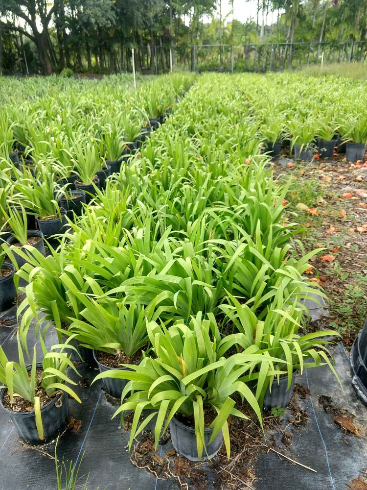 iris-virginica-virginia-blue-flag-iris