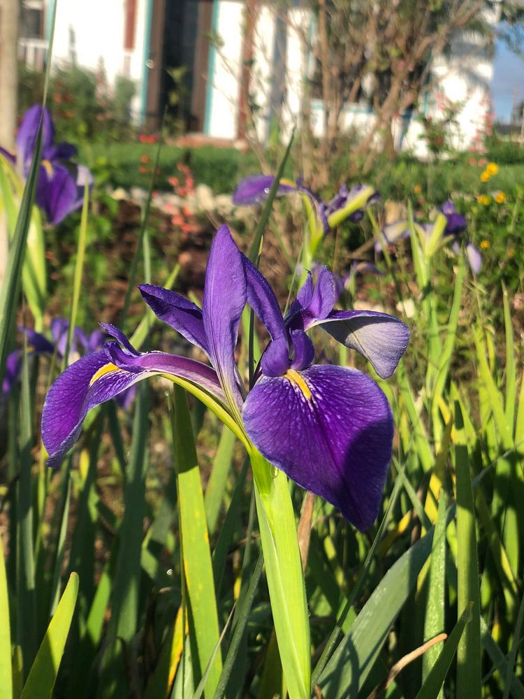 iris-virginica-virginia-blue-flag-iris