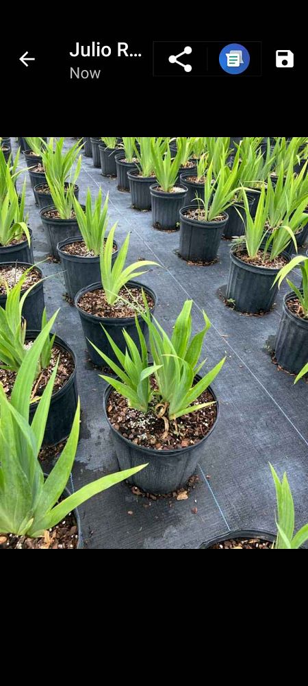 iris-virginica-virginia-blue-flag-iris