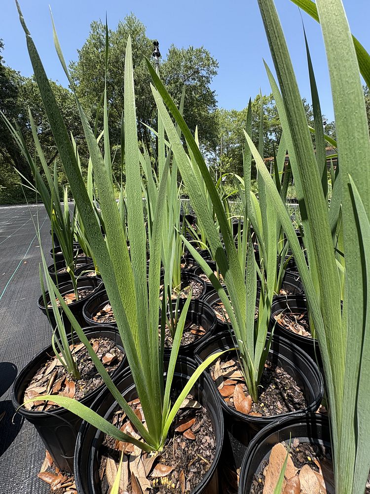 iris-virginica-virginia-blue-flag-iris