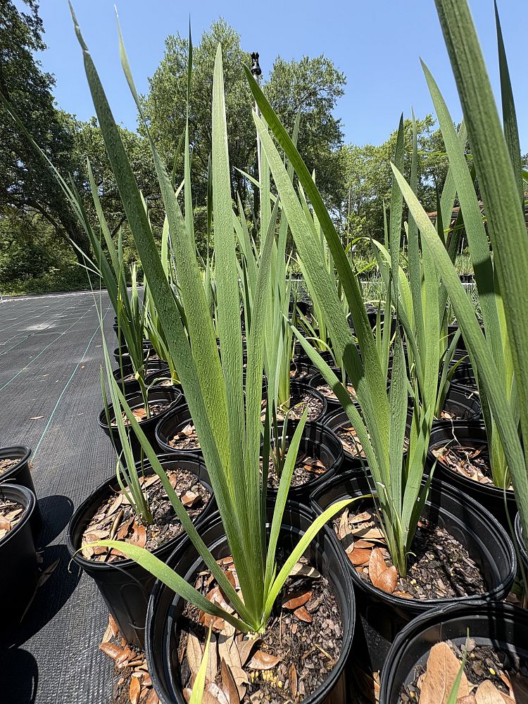 iris-virginica-virginia-blue-flag-iris