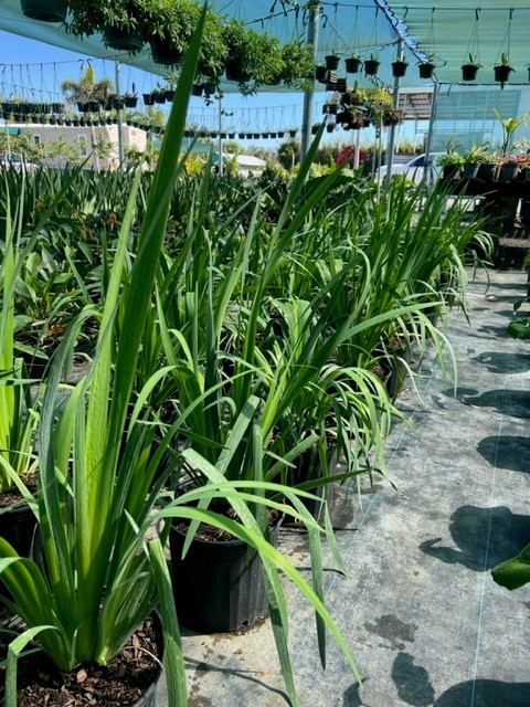 iris-virginica-virginia-blue-flag-iris