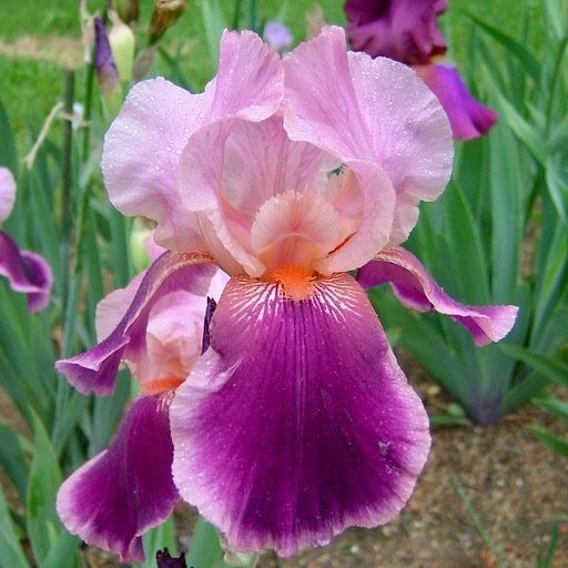 iris-wine-and-roses-tall-bearded-iris