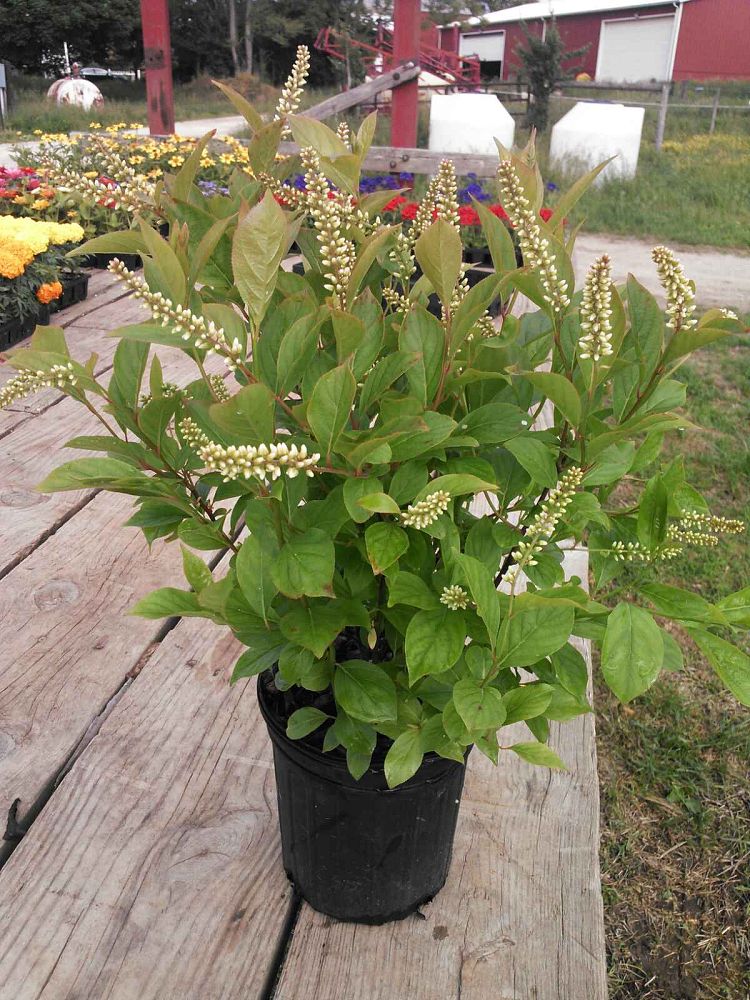 itea-virginica-henry-s-garnet-virginia-sweetspire
