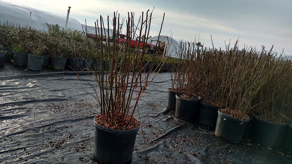 itea-virginica-henry-s-garnet-virginia-sweetspire