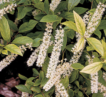 itea-virginica-henry-s-garnet-virginia-sweetspire
