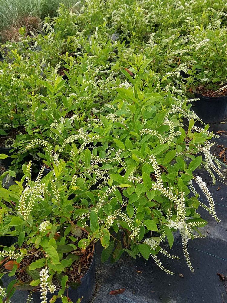itea-virginica-henry-s-garnet-virginia-sweetspire