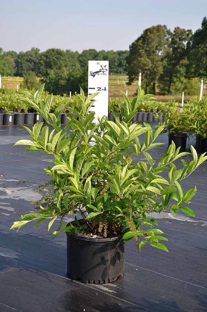 itea-virginica-henry-s-garnet-virginia-sweetspire