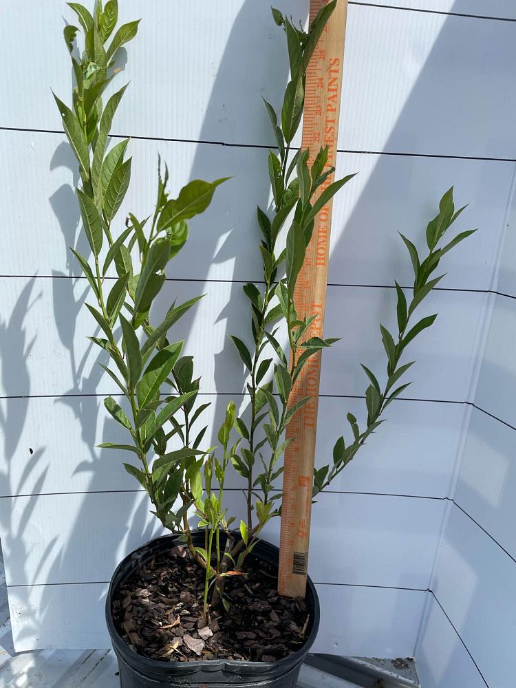itea-virginica-henry-s-garnet-virginia-sweetspire