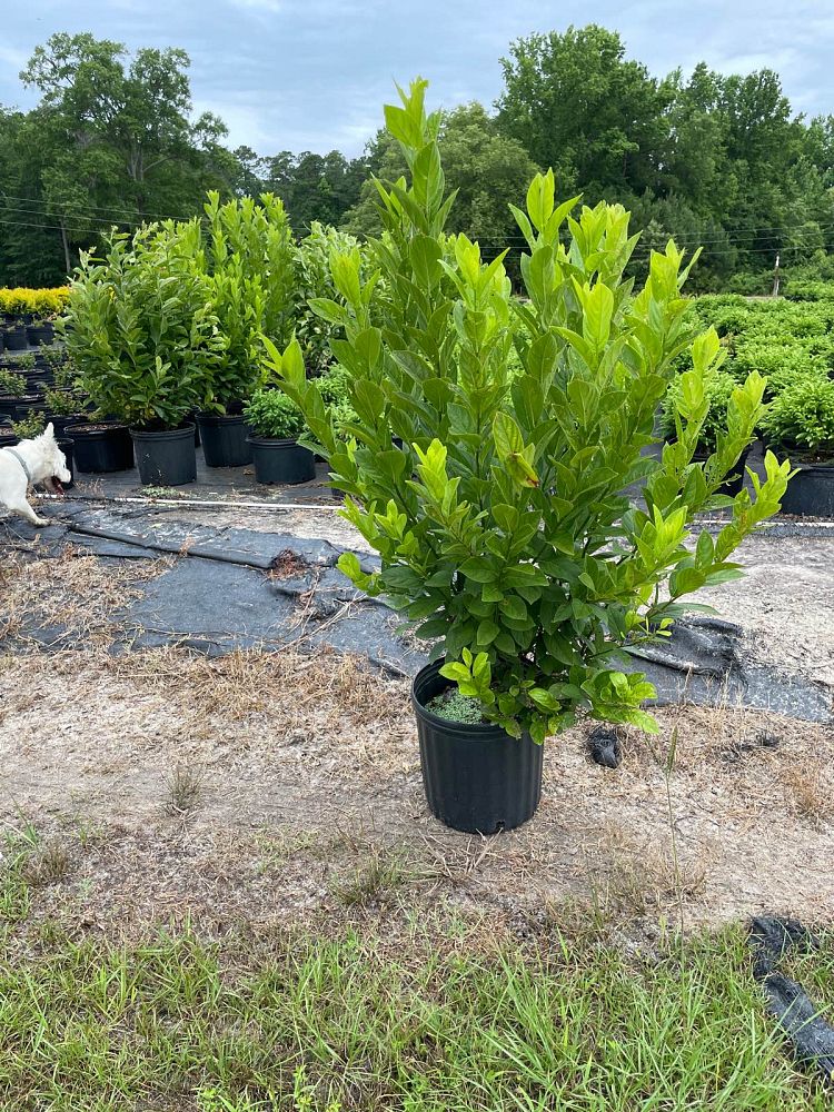 itea-virginica-henry-s-garnet-virginia-sweetspire