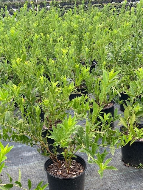 itea-virginica-henry-s-garnet-virginia-sweetspire