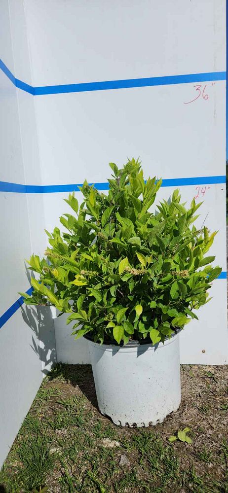 itea-virginica-henry-s-garnet-virginia-sweetspire