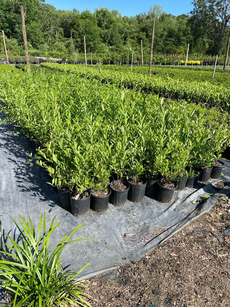 itea-virginica-henry-s-garnet-virginia-sweetspire