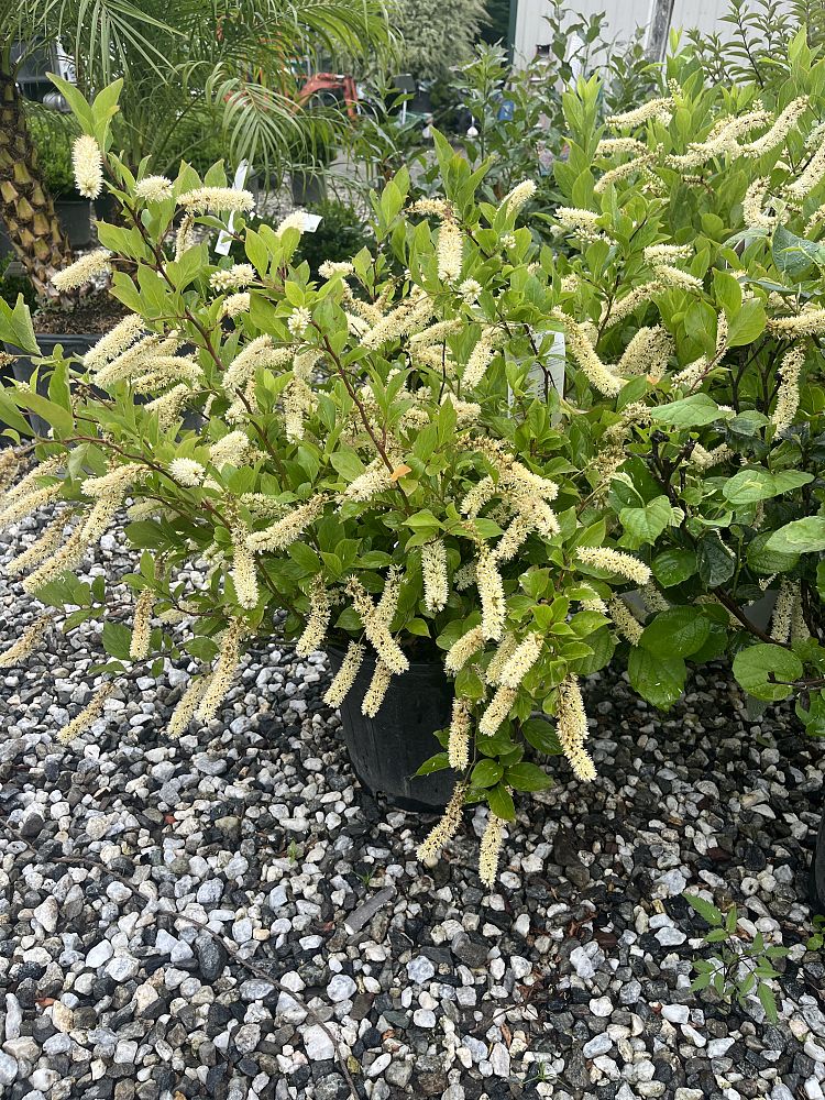 itea-virginica-henry-s-garnet-virginia-sweetspire