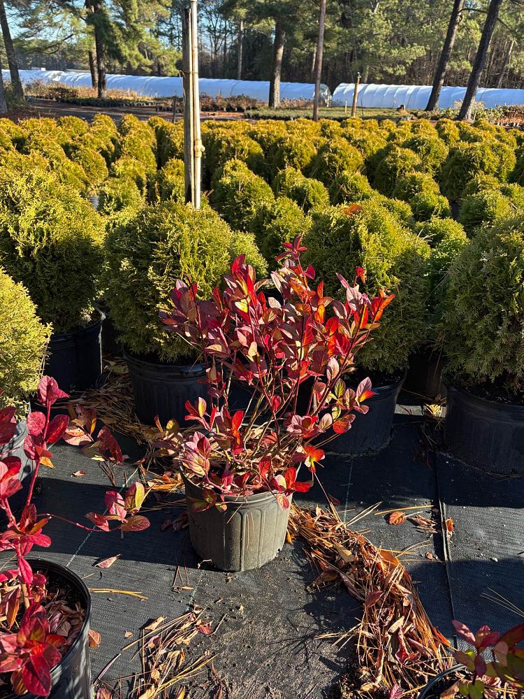 itea-virginica-henry-s-garnet-virginia-sweetspire